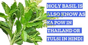 Holy Basil or Tulsi